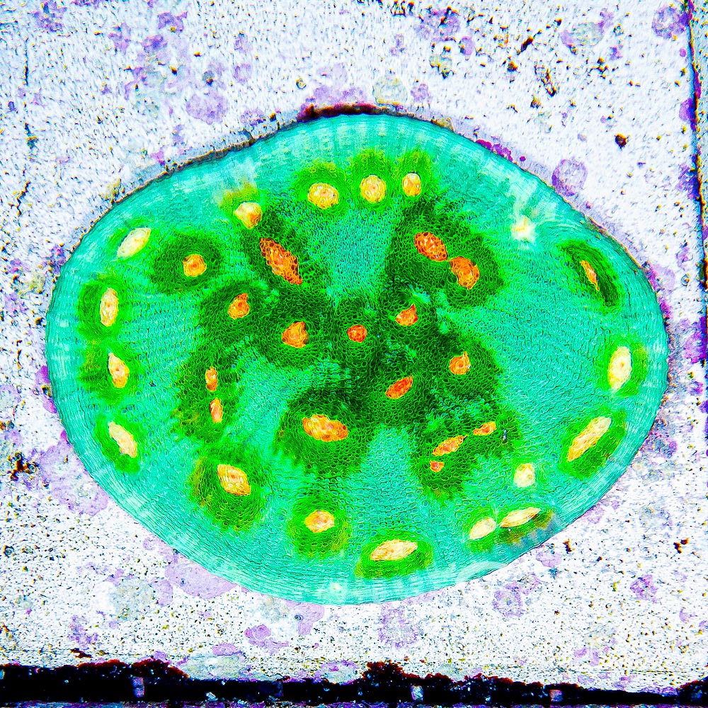 Aquaculture Wild Ride Chalice Size: M 0.75” to 1” Frag