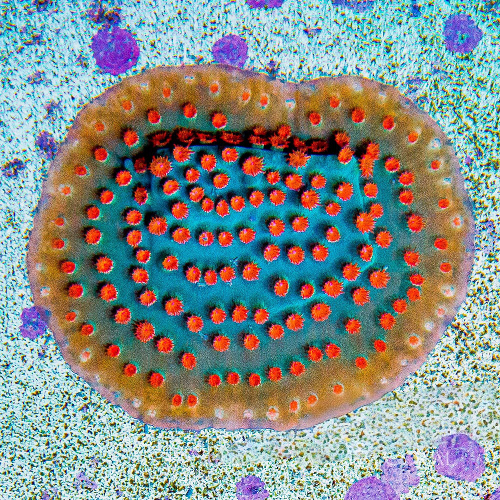 Aussie Hot Orange/Golden Eye Meteor Shower Cyphastrea (Aquaculturd) Size:  0.75" to 1" Frag - Violet Aquarium 