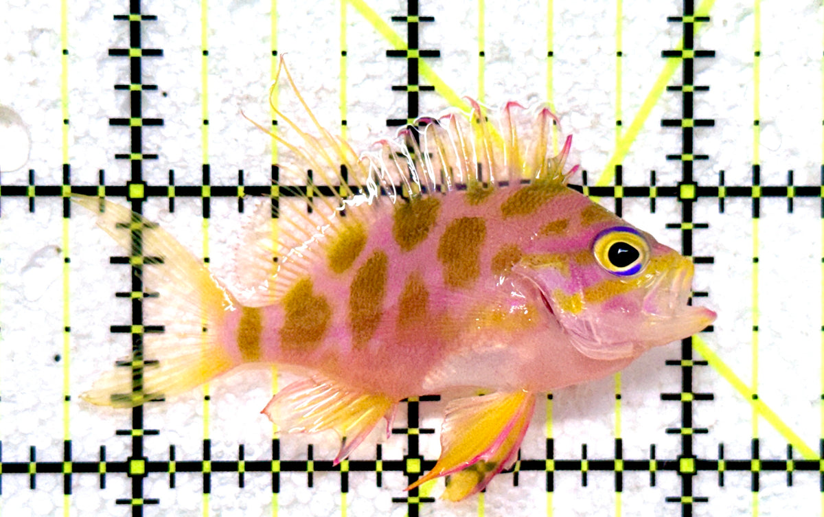Borbonius Anthias BA101801 WYSIWYG Size: M 2.25" approx