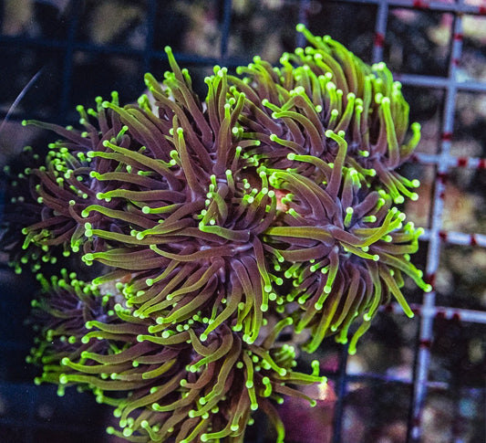 Indo Ultra Gold Torch Mother Colony Multiple Heads IUGTMCMH040501 WYSIWYG