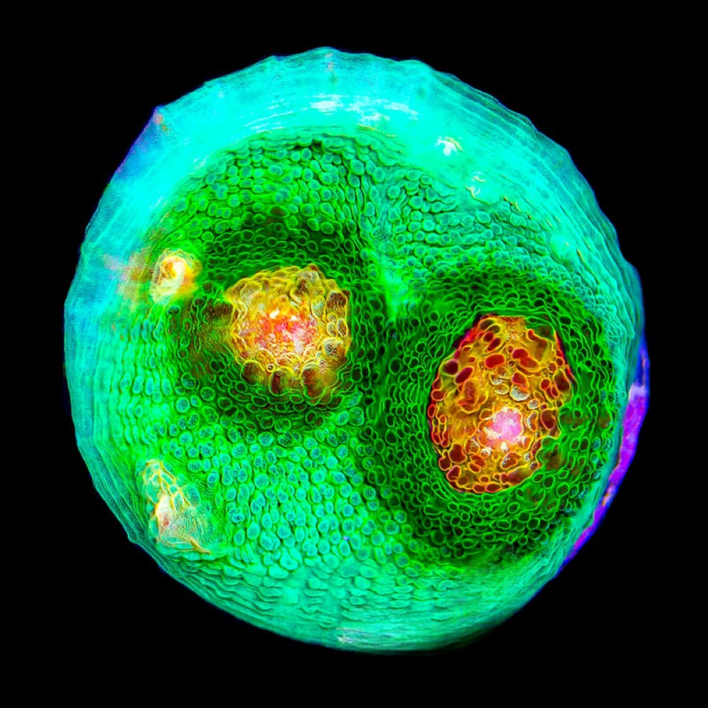 Aquaculture Wild Ride Chalice Size: M 0.75” to 1” Frag