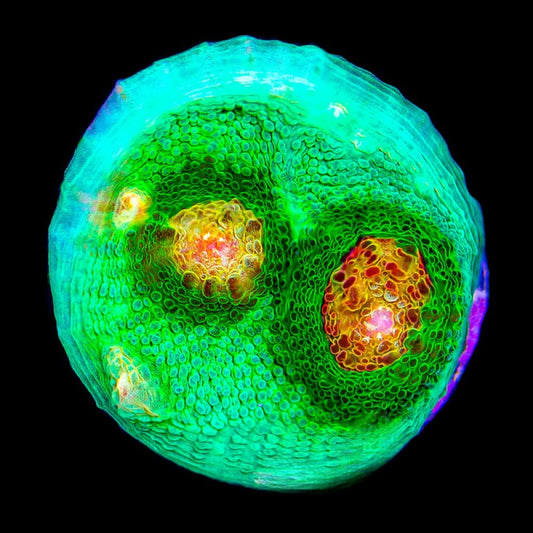 Wild Ride Chalice (Aquacultured) Size: M 0.75" to 1" Approx Frag
