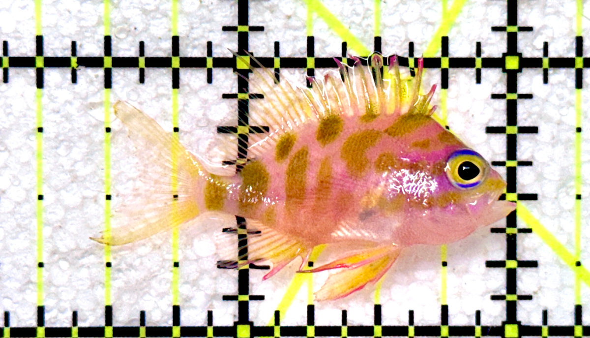 Borbonius Anthias BA101803 WYSIWYG Size: S 1.5" approx