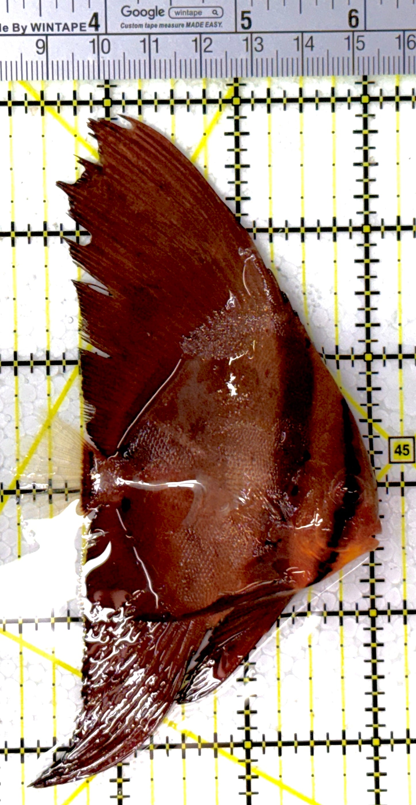 Orbic Batfish OB111902 WYSIWYG Size: S 2.75"