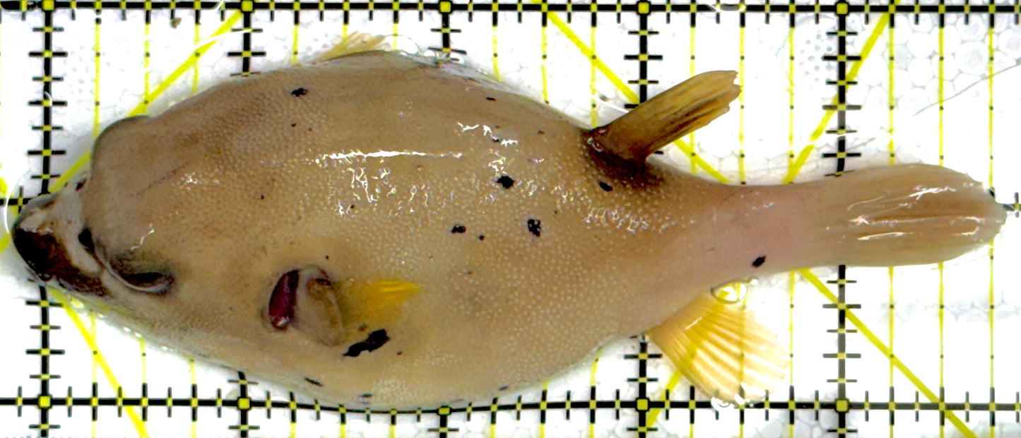 Dogface PufferFish DP111901 WYSIWYG Size: L 5"