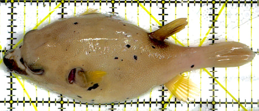 Dogface PufferFish DP111901 WYSIWYG Size: L 5"