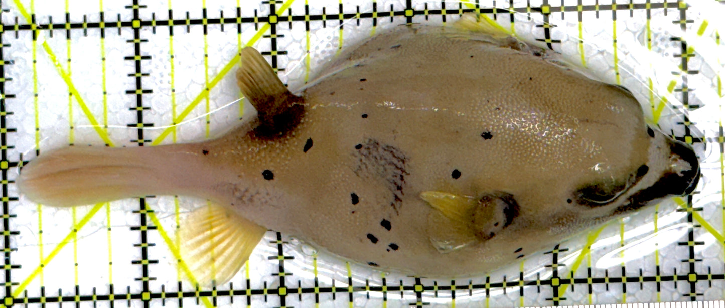 Dogface PufferFish DP111901 WYSIWYG Size: L 5"