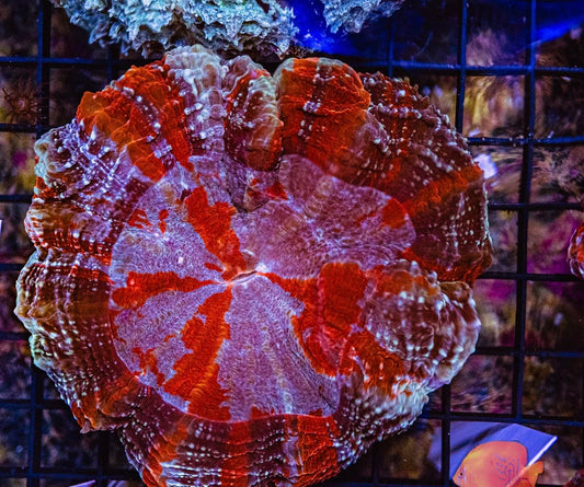 Super Red Glitter Hot Mess Acanthophyllia SRGHMA040501 WYSIWYG