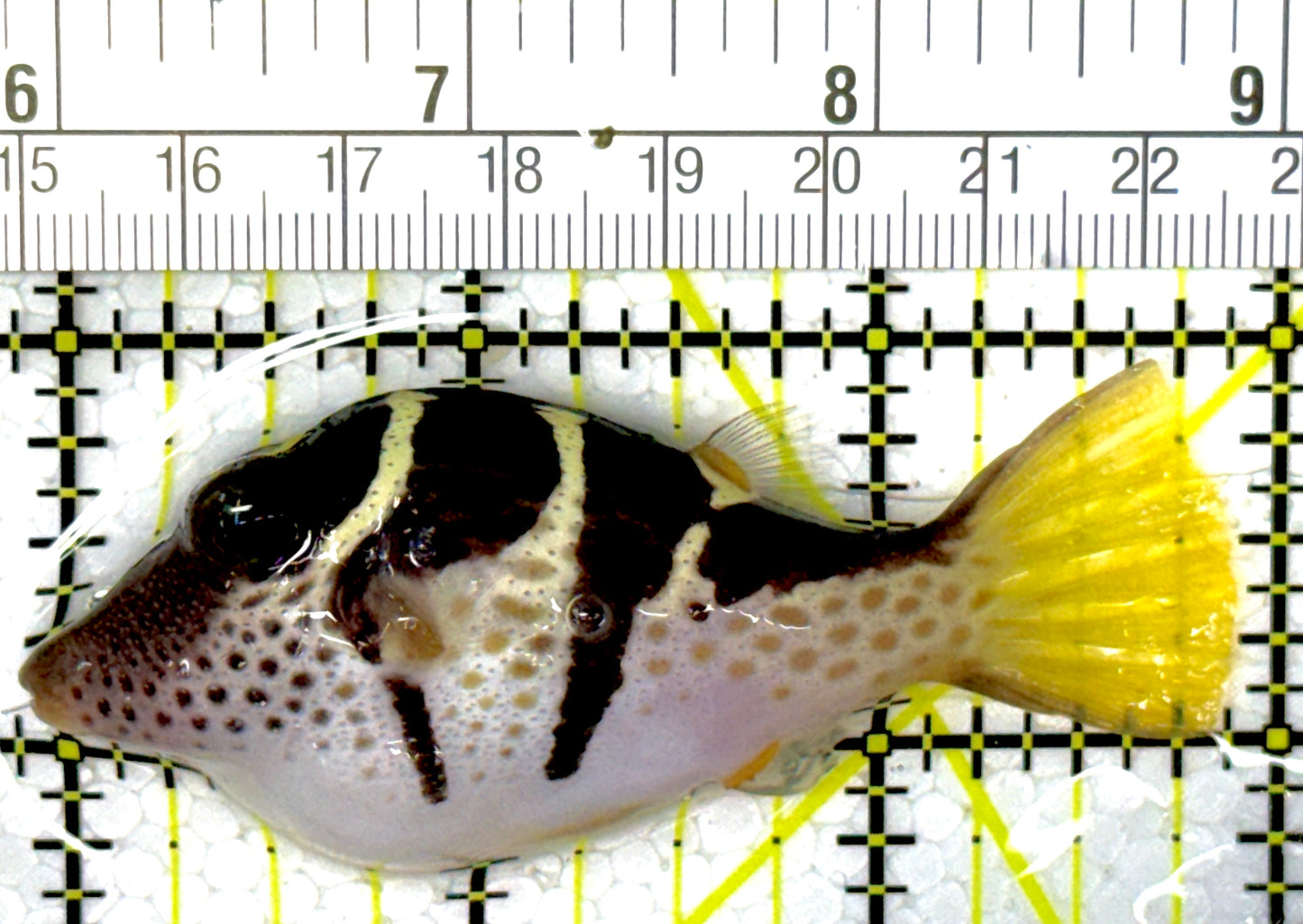 Valentini Toby Pufferfish VTP111901 WYSIWYG Size: L 3"