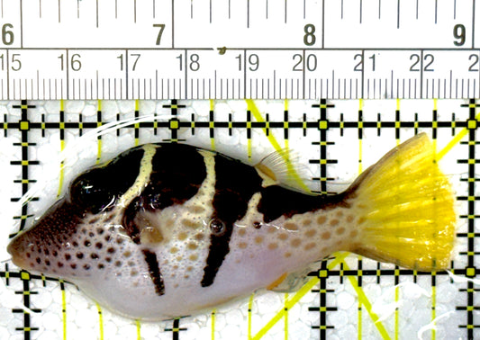 Valentini Toby Pufferfish VTP111901 WYSIWYG Size: L 3"