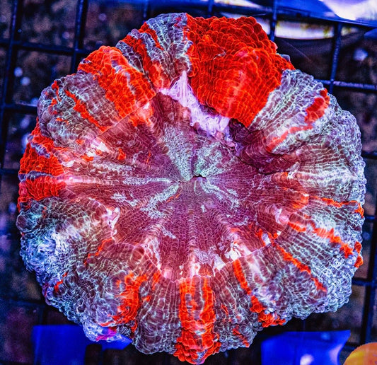 Super Red Hot Mess Acanthophyllia SRHMA040501 WYSIWYG