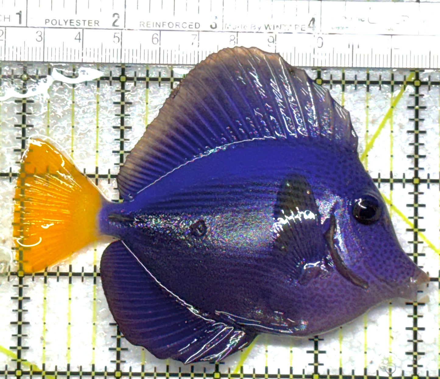 Purple Tang PT102401 WYSIWYG Size: L 4.25" approx