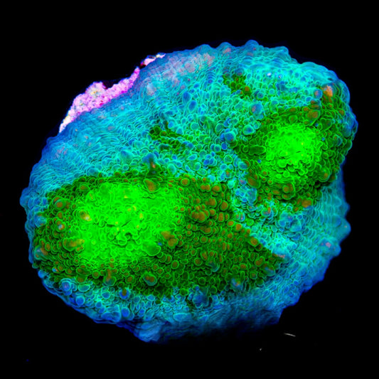 Aquaculture Secret Ooze Chalice Size: M 0.75” to 1” Frag
