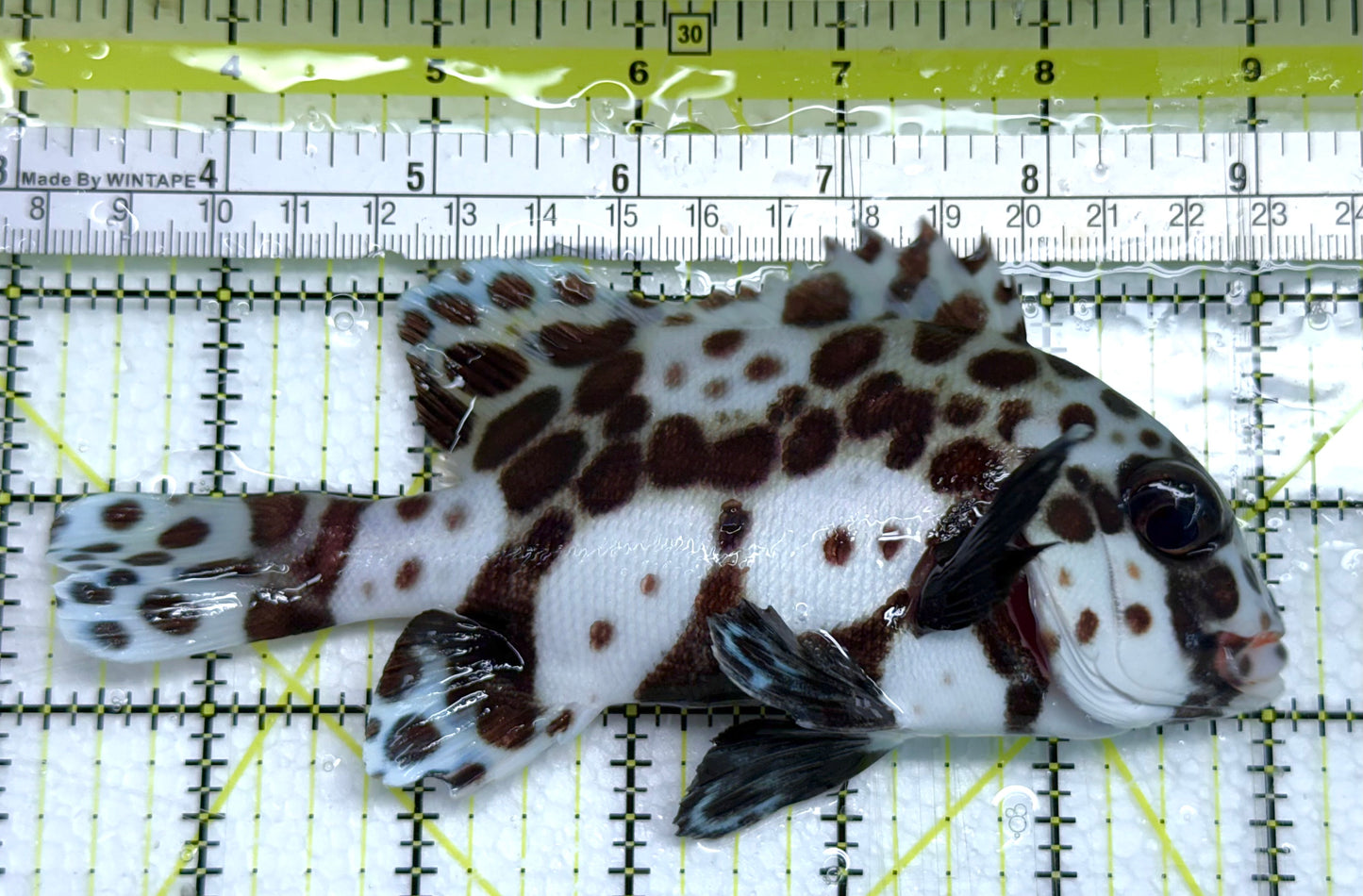 Harlequin Spotted Grunt Sweetlips HSGS041102 WYSIWYG Size: XL 5.75" approx