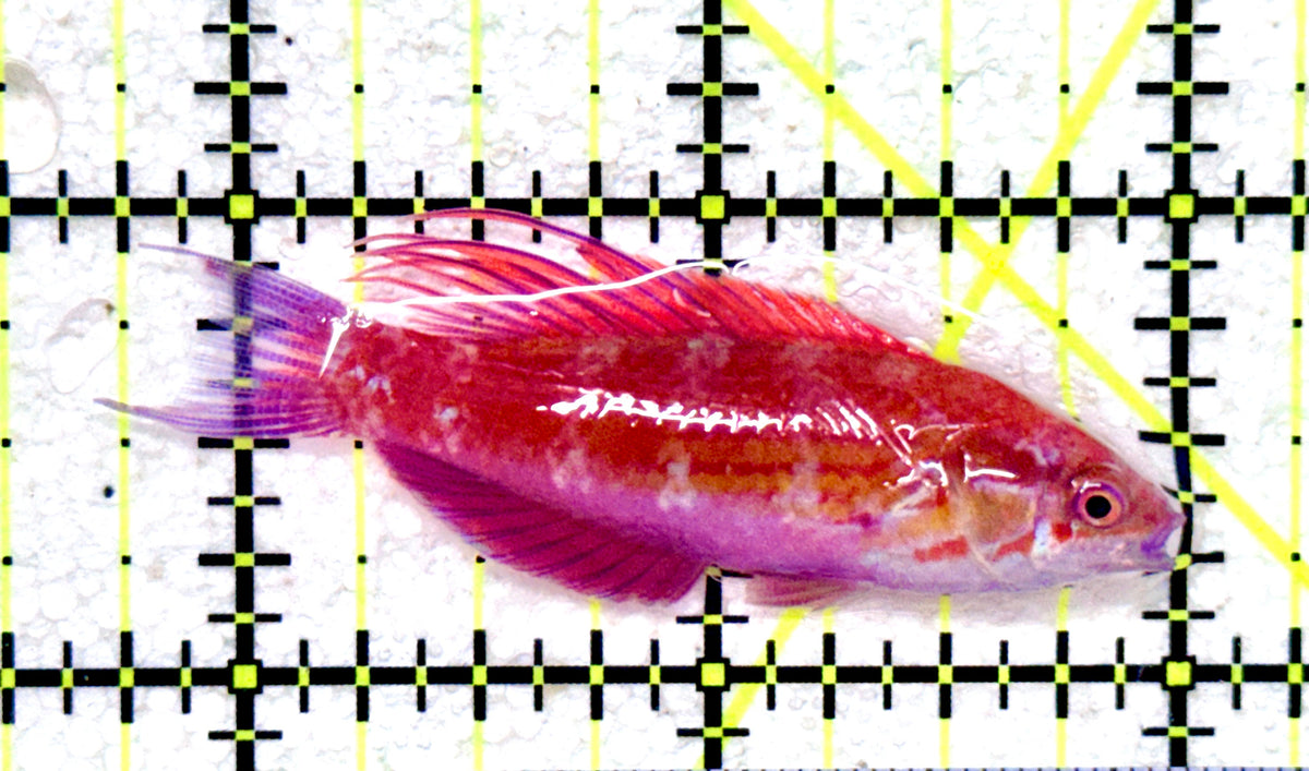 Blue Flasher Wrasse BFW101801 WYSIWYG Size: L  2.25" approx