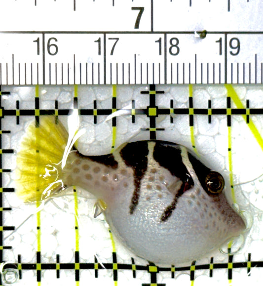Valentini Toby Pufferfish VTP111902 WYSIWYG Size: S 1.5"
