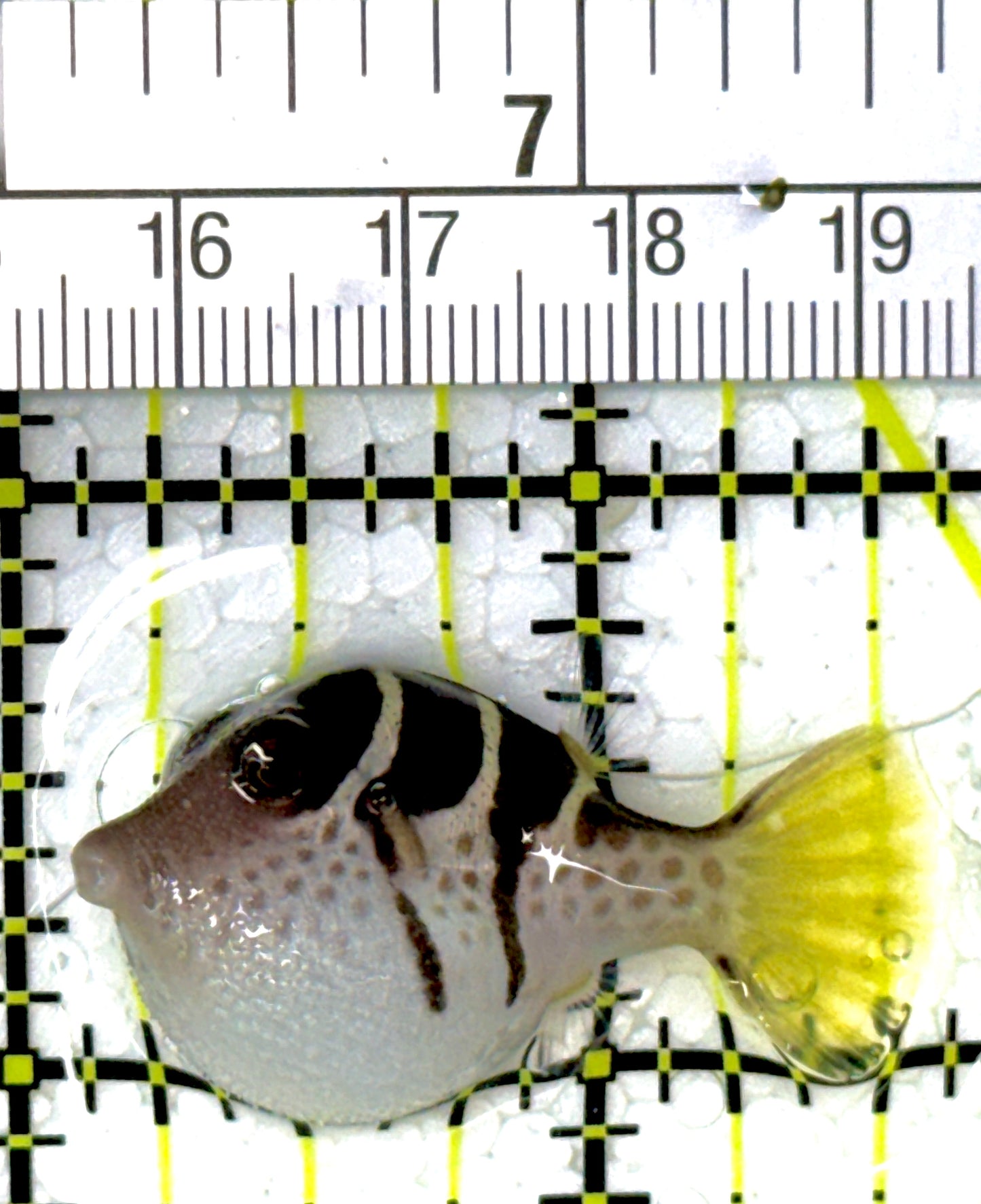 Valentini Toby Pufferfish VTP111902 WYSIWYG Size: S 1.5"