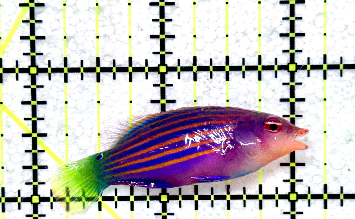 Six Line Wrasse (Indo) SLW101801 WYSIWYG Size: L 2" approx