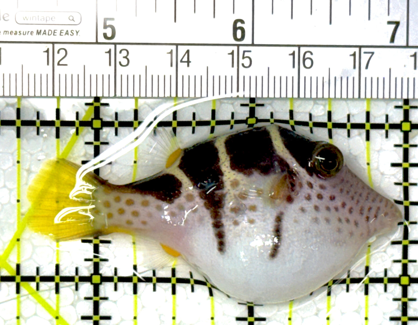 Valentini Toby Pufferfish VTP111903 WYSIWYG Size: M 2.5"