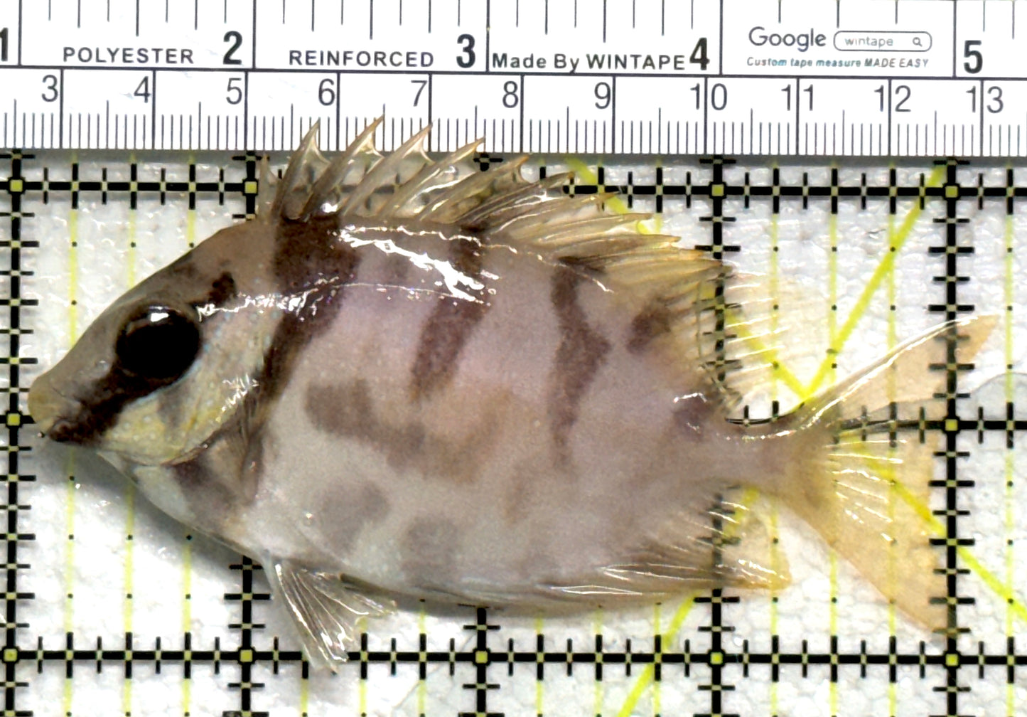 Scribbled Rabbitfish SR102401 WYSIWYG Size: L 4.25" approx