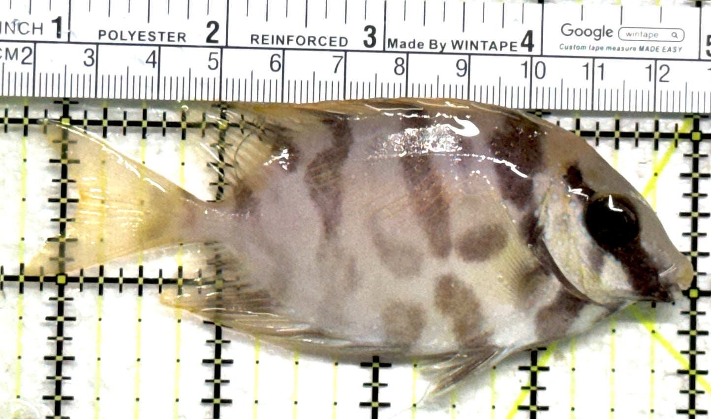 Scribbled Rabbitfish SR102401 WYSIWYG Size: L 4.25" approx