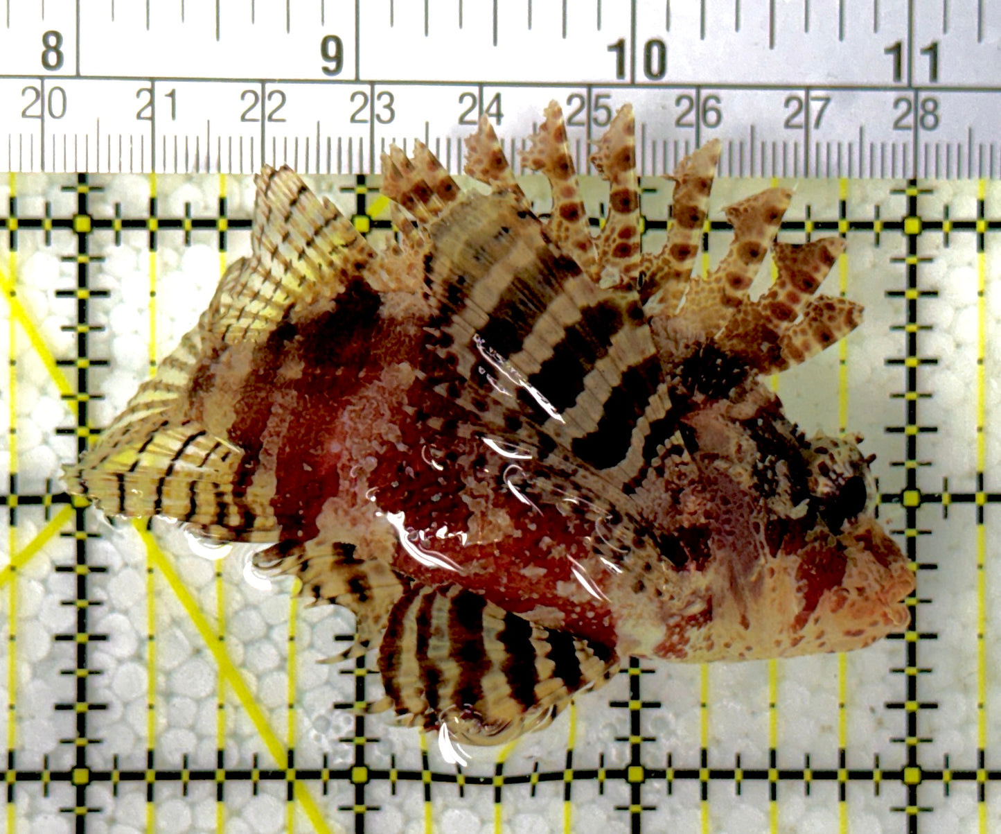 Fuzzy Dwarf Lionfish FDL111901 WYSIWYG Size: XXL 4.5"