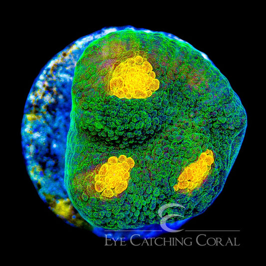 Aquaculture Space Invader Chalice Size: M 0.75” to 1” Frag