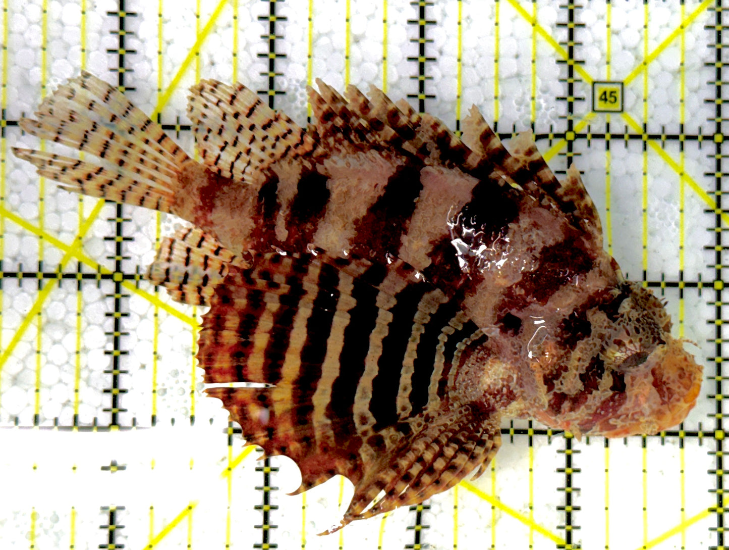 Fuzzy Dwarf Lionfish FDL111901 WYSIWYG Size: XXL 4.5"