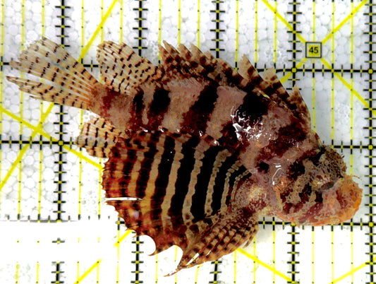 Fuzzy Dwarf Lionfish FDL111901 WYSIWYG Size: XXL 4.5"