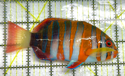 Harlequin Tuskfish HT041101 WYSIWYG Size: L 5" approx