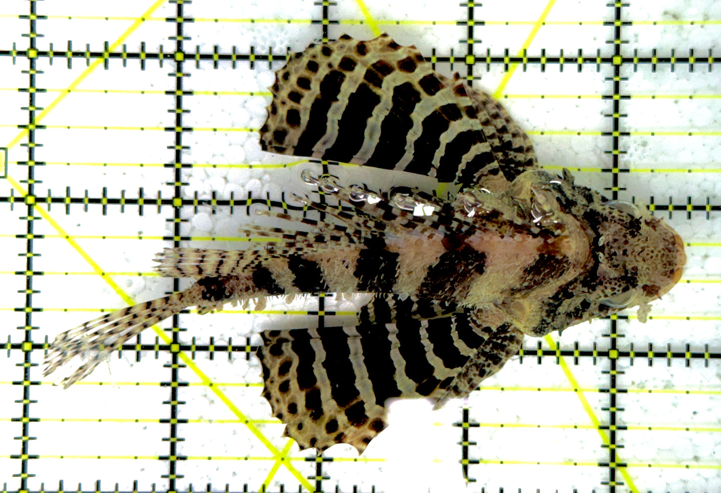 Fuzzy Dwarf Lionfish FDL111902 WYSIWYG Size: XXL 4.5"