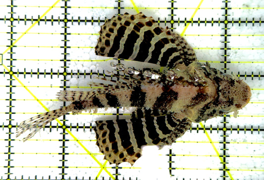 Fuzzy Dwarf Lionfish FDL111902 WYSIWYG Size: XXL 4.5"