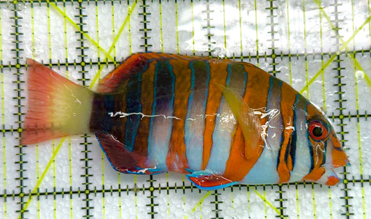 Harlequin Tuskfish HT041102 WYSIWYG Size: L 5" approx