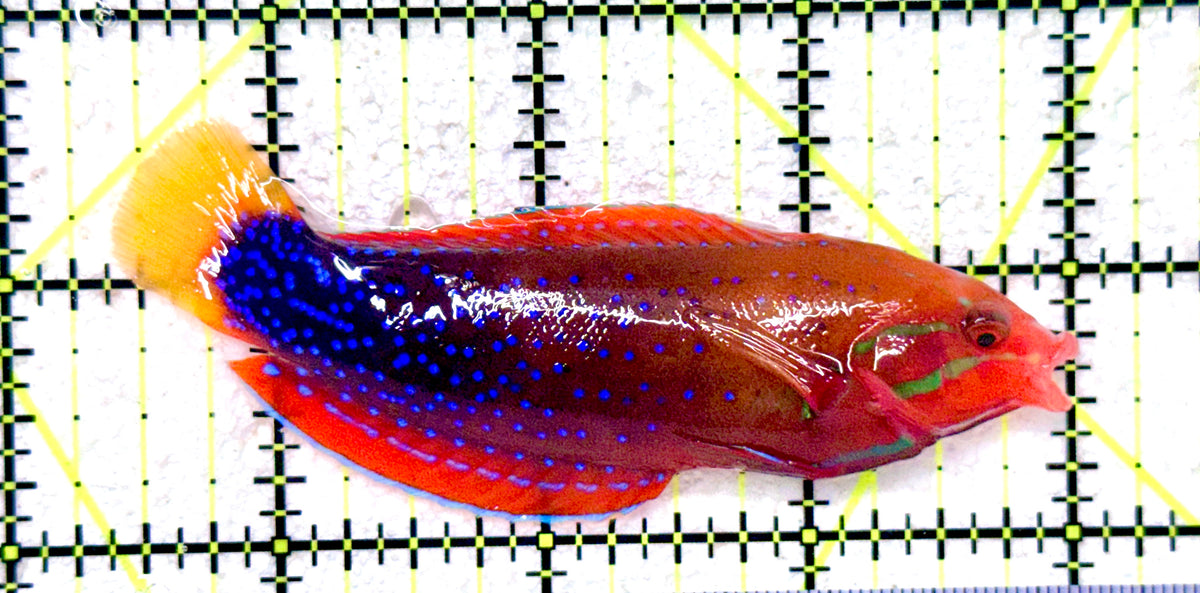 African Red Clown Coris Wrasse Adult ARCW101801 WYSIWYG Size: S 3.5" approx