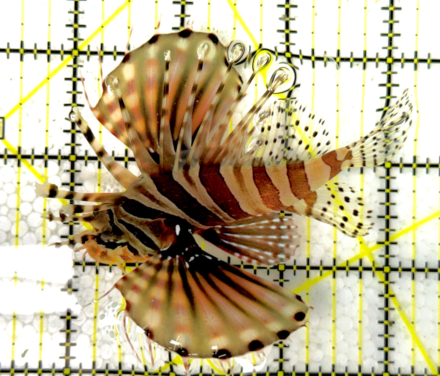 Dwarf Zebra Lionfish DZL111901 WYSIWYG Size: L 3.5"
