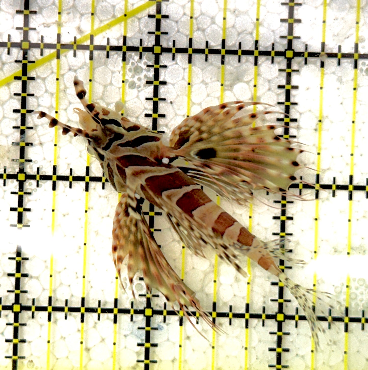 Dwarf Zebra Lionfish DZL111902 WYSIWYG Size: M 2.5"