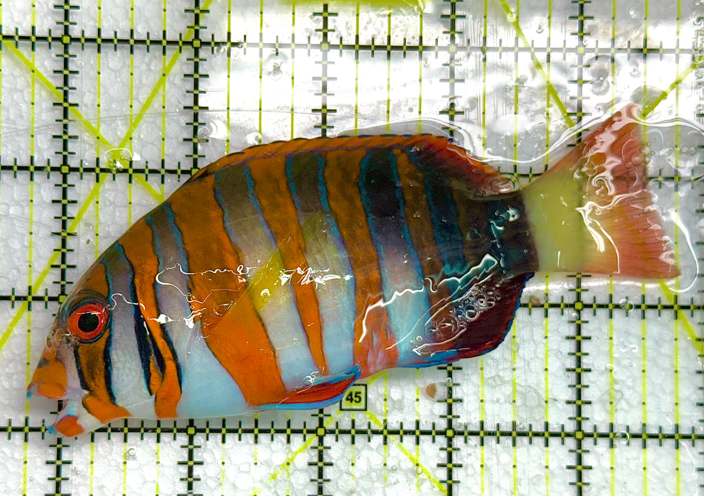 Harlequin Tuskfish HT041102 WYSIWYG Size: L 5" approx