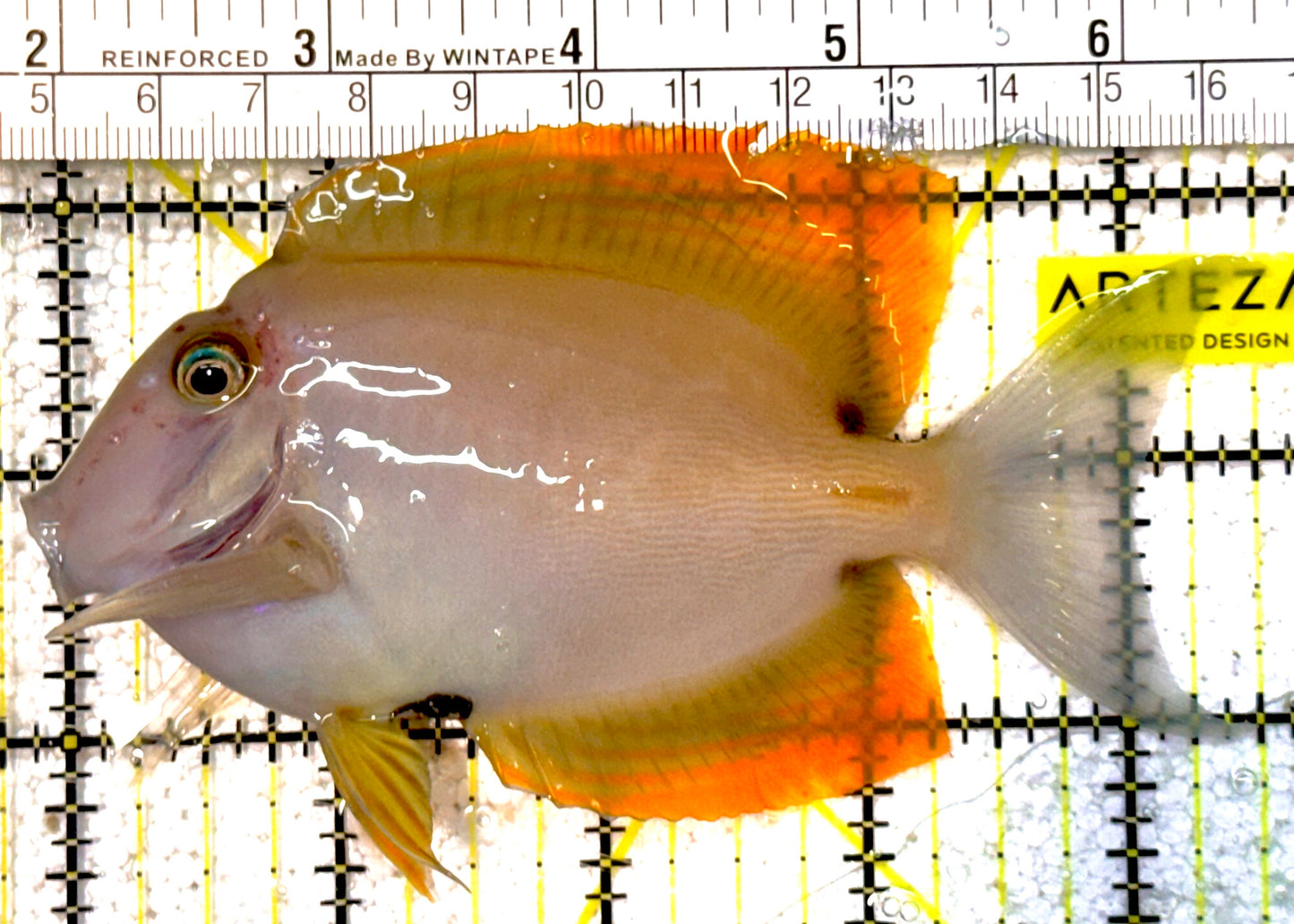 Rare Solomon Islands Flame Fin Tomini Tang RSIFFT022201 WYSIWYG Size: L 4.5"approx