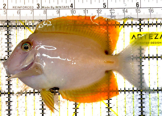 Rare Solomon Islands Flame Fin Tomini Tang RSIFFT022201 WYSIWYG Size: L 4.5"approx