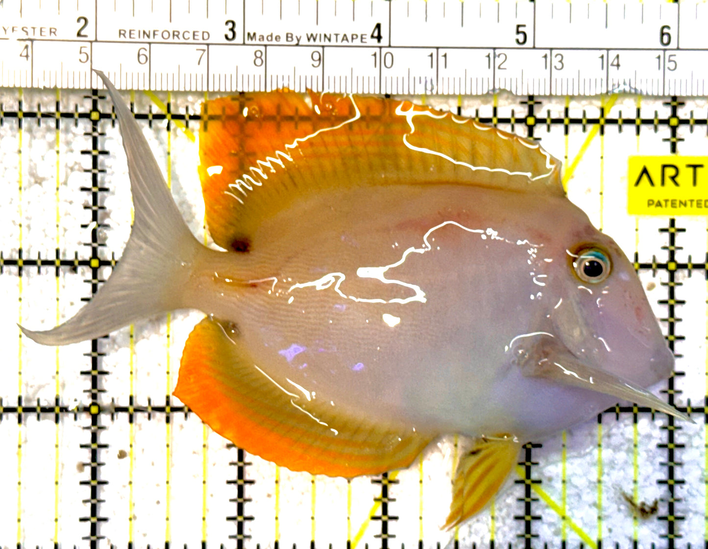 Rare Solomon Islands Flame Fin Tomini Tang RSIFFT022201 WYSIWYG Size: L 4.5"approx