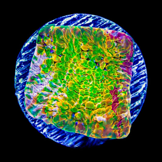 Aquaculture Ludicrous Chalice Size: M 0.75” to 1” Frag