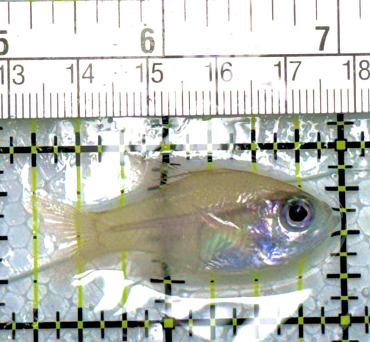 Longspine Blue Eye Cardinal Fish LBEC111901 WYSIWYG Size: 1.75"