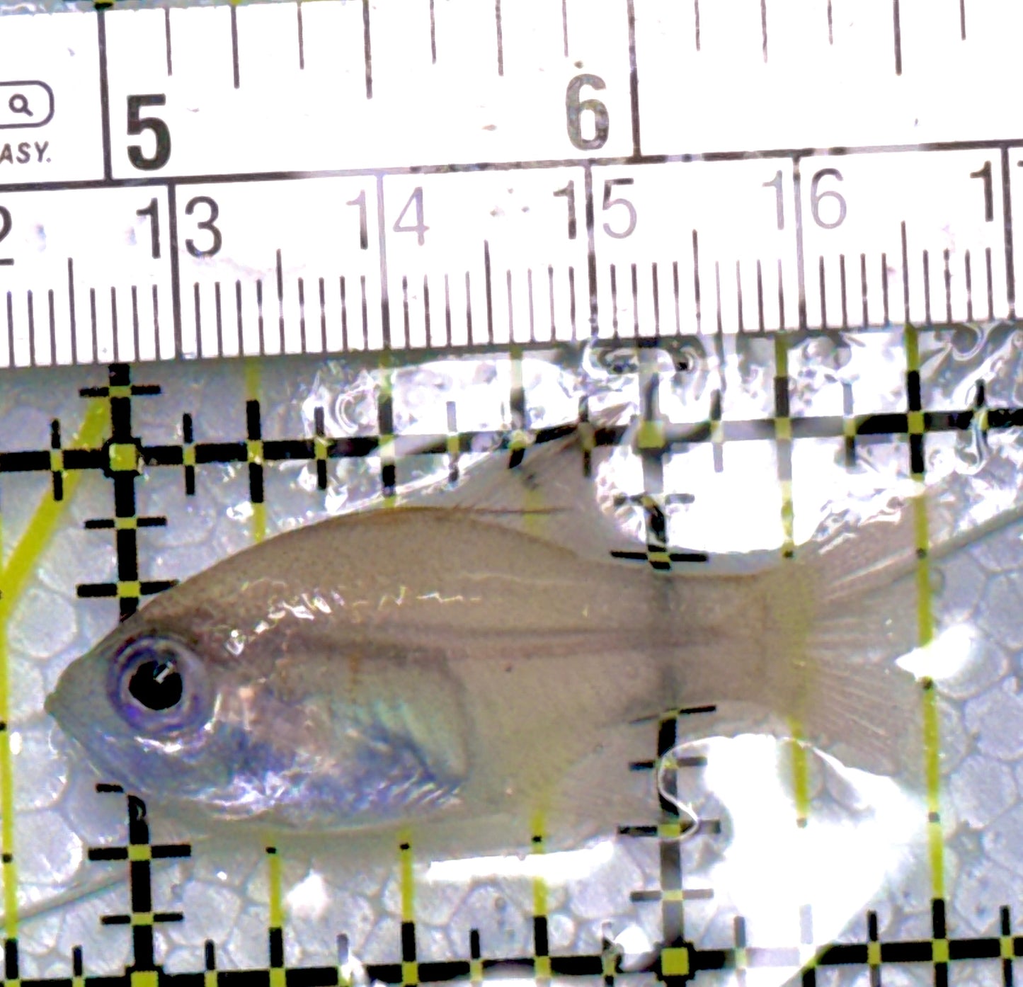 Longspine Blue Eye Cardinal Fish LBEC111901 WYSIWYG Size: 1.75"