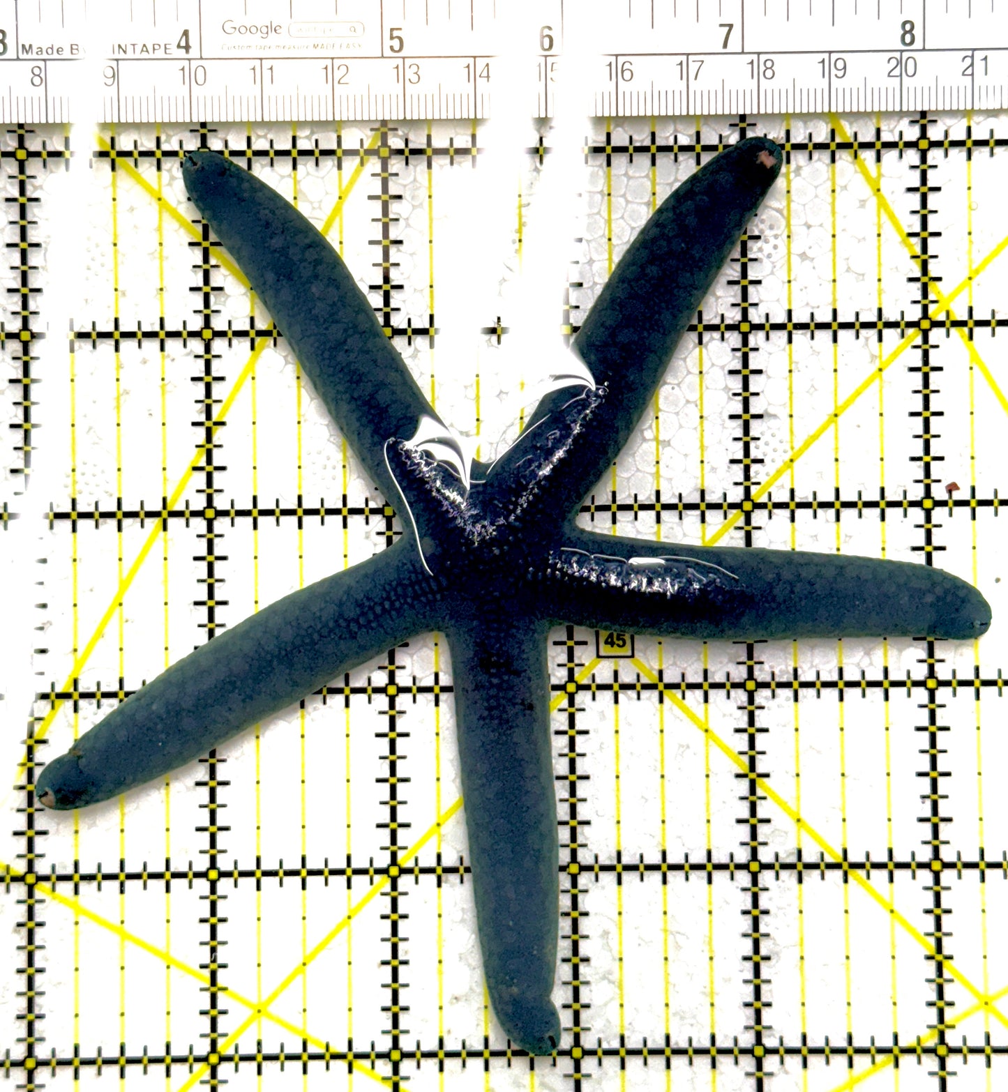 Blue Linckia Starfish BLS111901 WYSIWYG Size: 5.25"