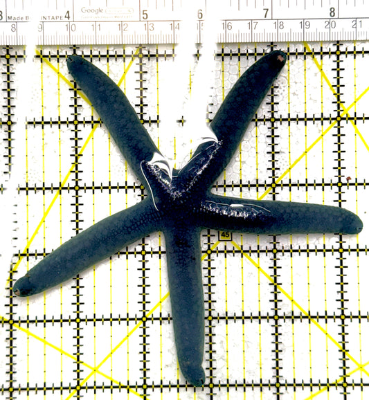 Blue Linckia Starfish BLS111901 WYSIWYG Size: 5.25"