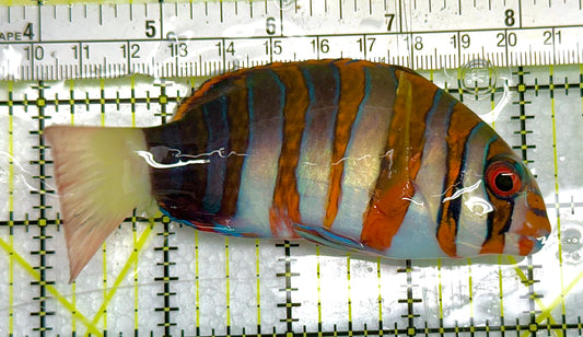 Harlequin Tuskfish HT041103 WYSIWYG Size: L 4" approx