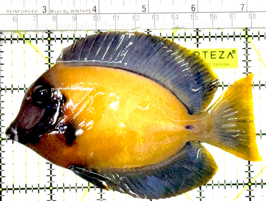 Chocolate Tang (Yellow Mimic when Juvenile) CT022202 WYSIWYG Size: L 5"approx