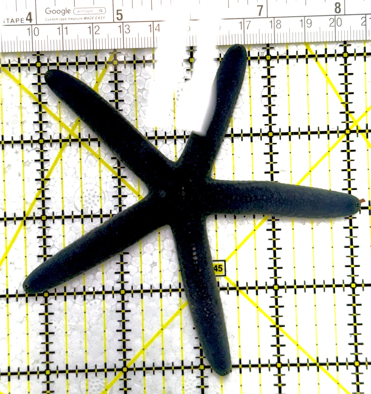 Blue Linckia Starfish BLS111902 WYSIWYG Size: 4.25"