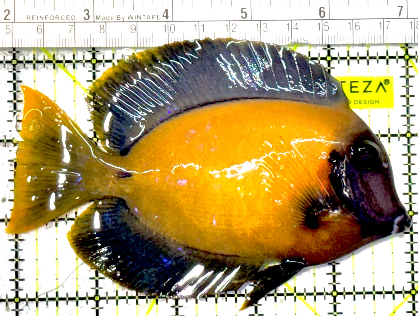 Chocolate Tang (Yellow Mimic when Juvenile) CT022202 WYSIWYG Size: L 5"approx