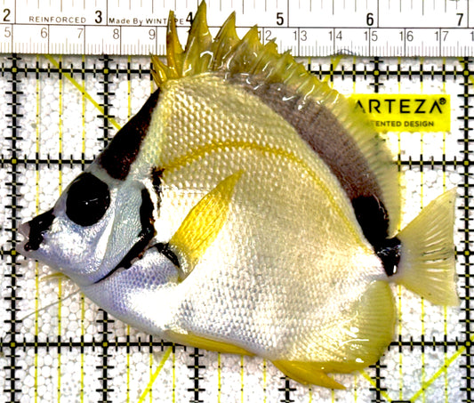 Blacknose Butterflyfish BB022201 WYSIWYG Size: 5"approx(Costa Rica)
